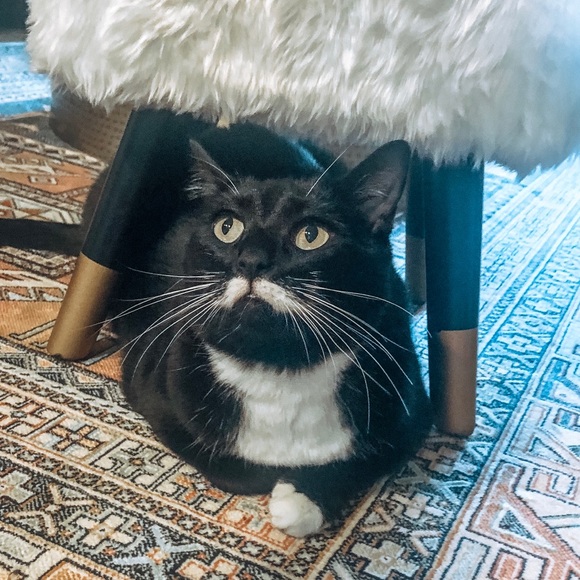 Meet your Posher, Jac - Picture 1 of 1